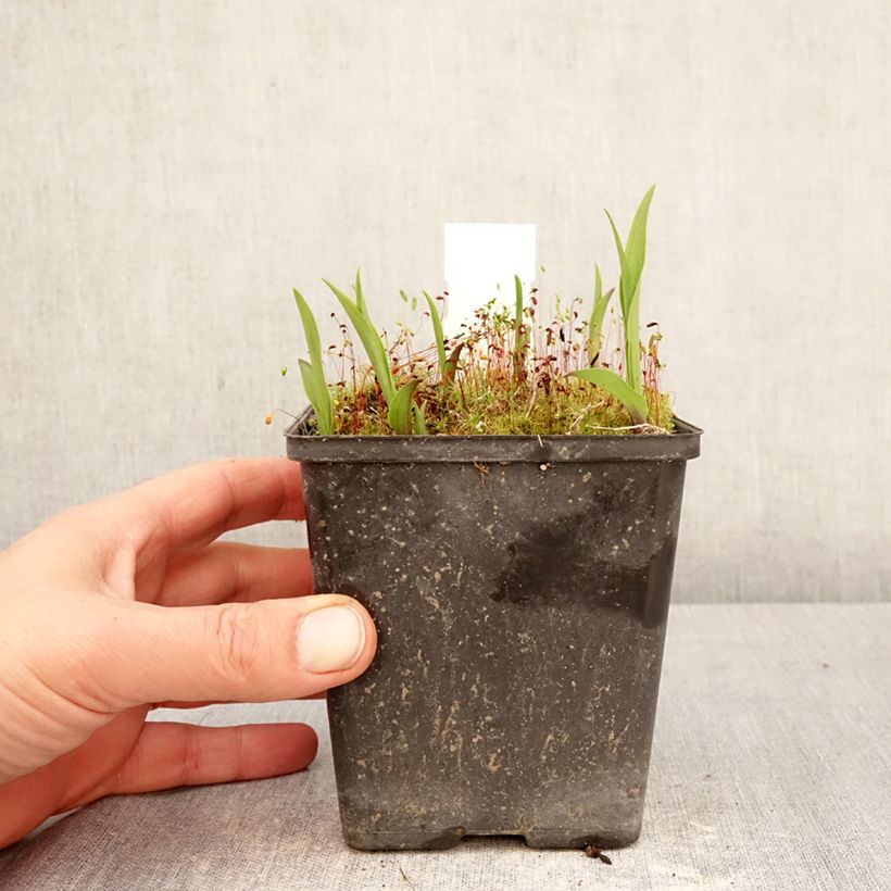 Epipactis thunbergii (x) gigantea Vaso da 1L/1,5L esemplare consegnato in primavera