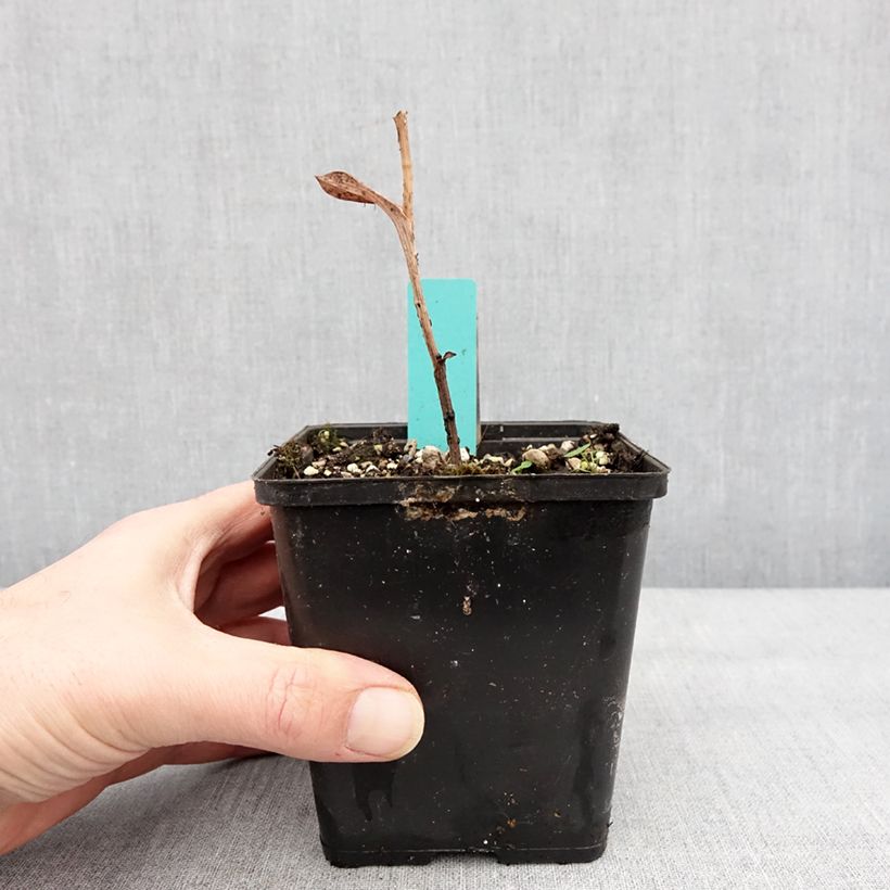 Epipactis veratrifolia Vaso da 1L/1,5L esemplare consegnato in inverno