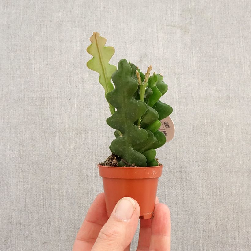 Epiphyllum anguliger - Cactus a lisca di pesce mini-pianta esemplare consegnato in primavera