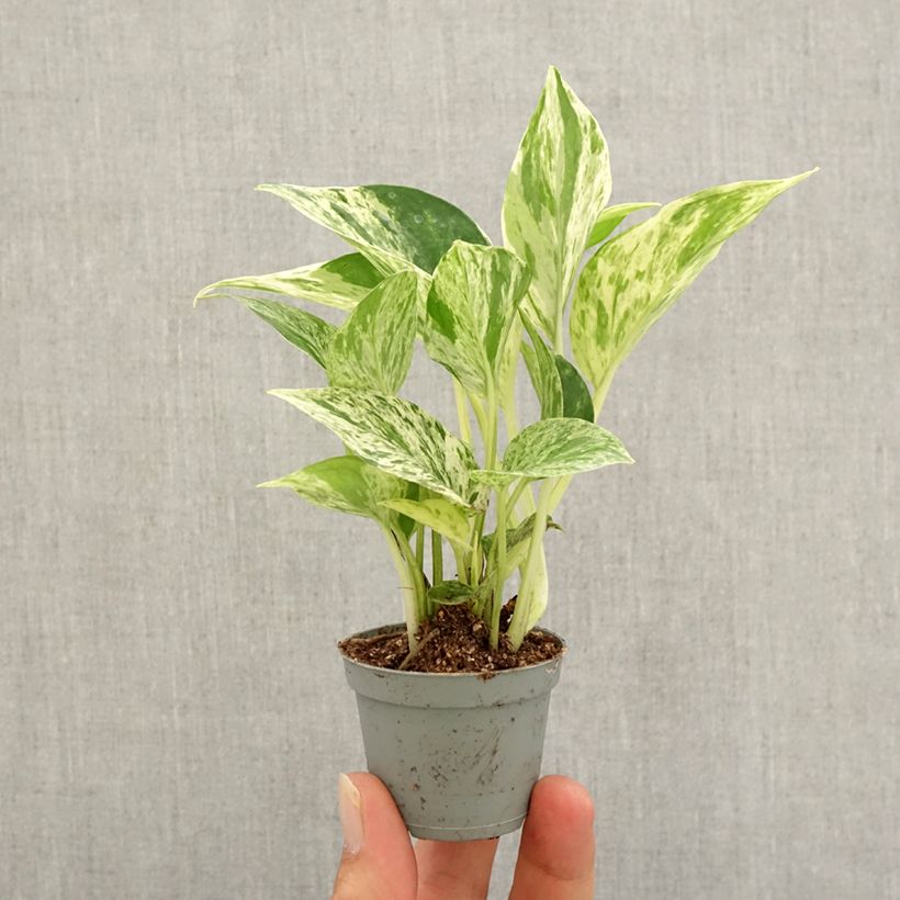 Esemplare di Epipremnum aureum Marble Queen - Pothos Mini-plante come consegnato in autunno