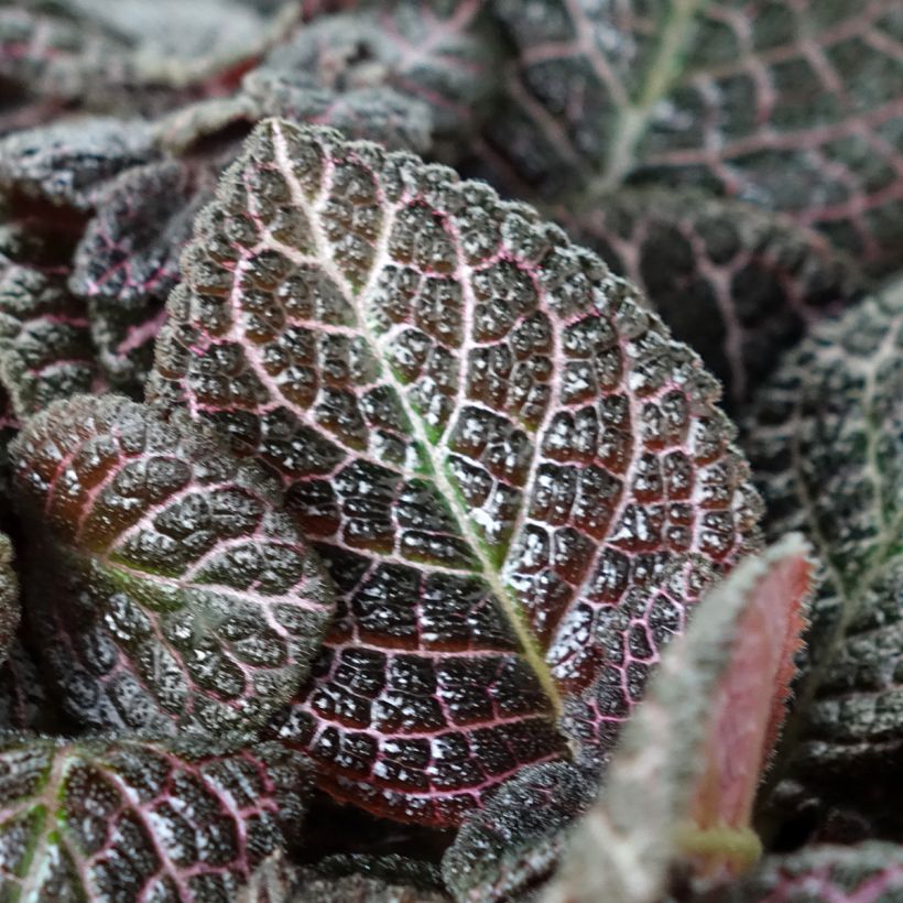 Episcia Country Brilliance (Fogliame)
