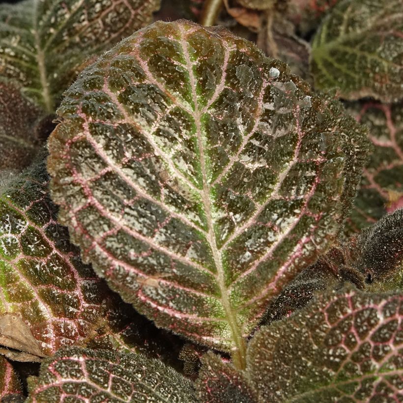 Episcia Pink Acajou (Fogliame)