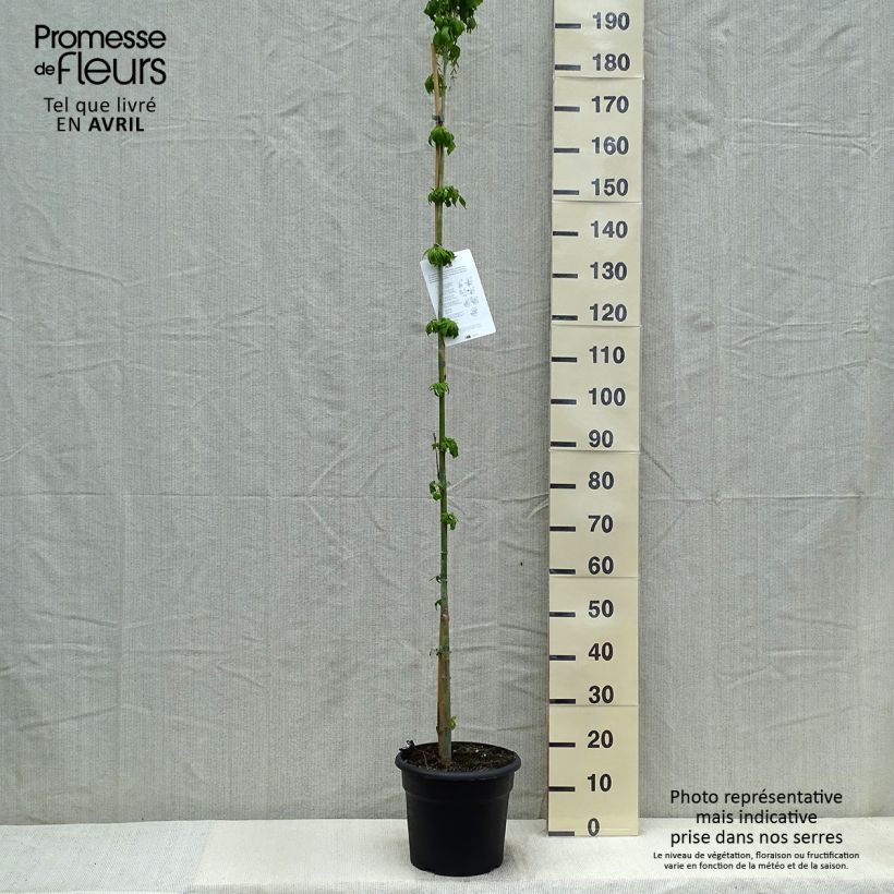 Acer negundo Vaso da 7,5L/10L esemplare consegnato in primavera