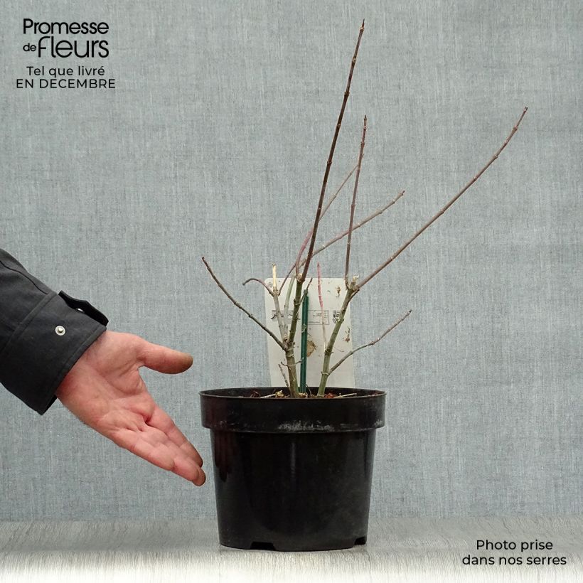 Acer negundo Flamingo Vaso da 3L/4L esemplare consegnato in inverno