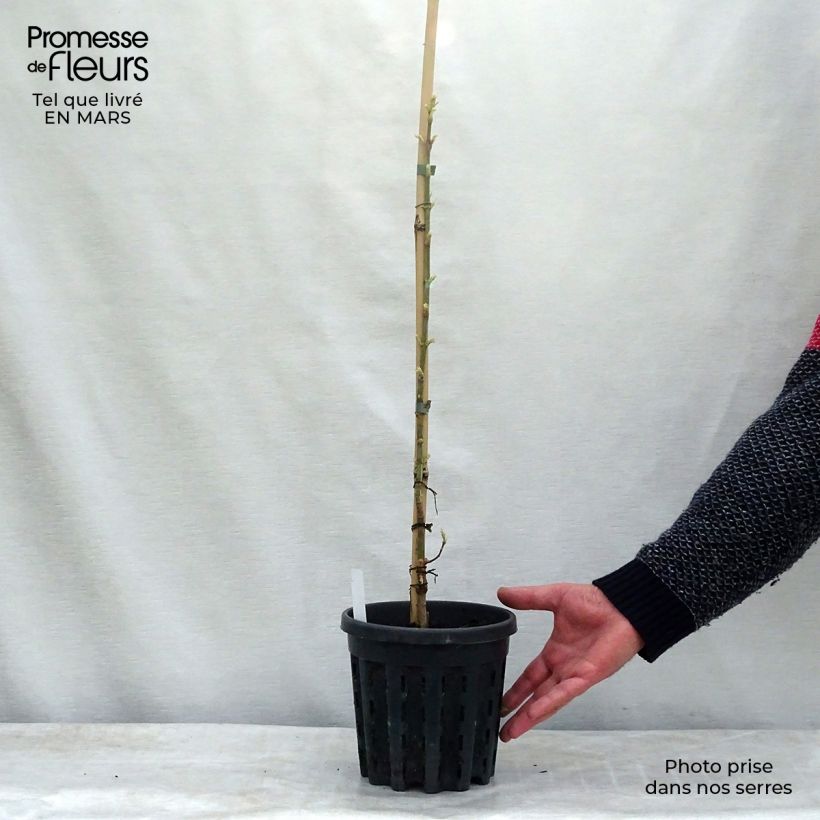 Acer negundo Flamingo Vaso da 3L/4L esemplare consegnato in primavera