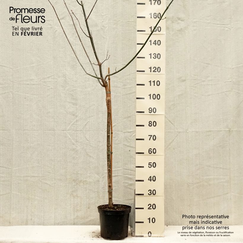 Acer negundo Kelly's Gold Vaso da 3L/4L esemplare consegnato in inverno