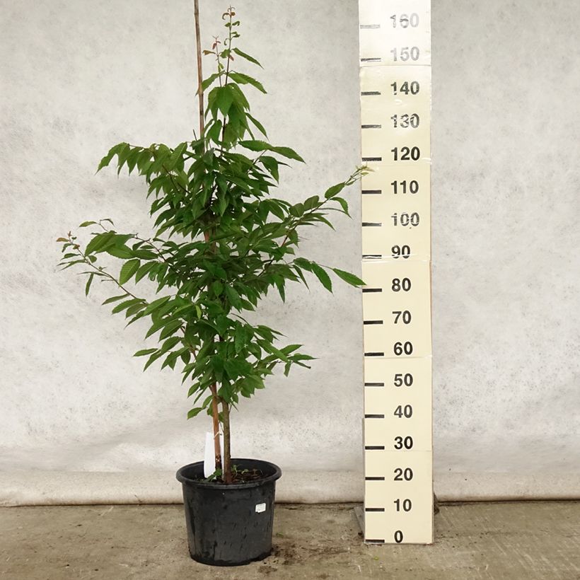 Esemplare di Acer carpinifolium Vaso da 7,5L/10L, Astone alto consegnato in estate