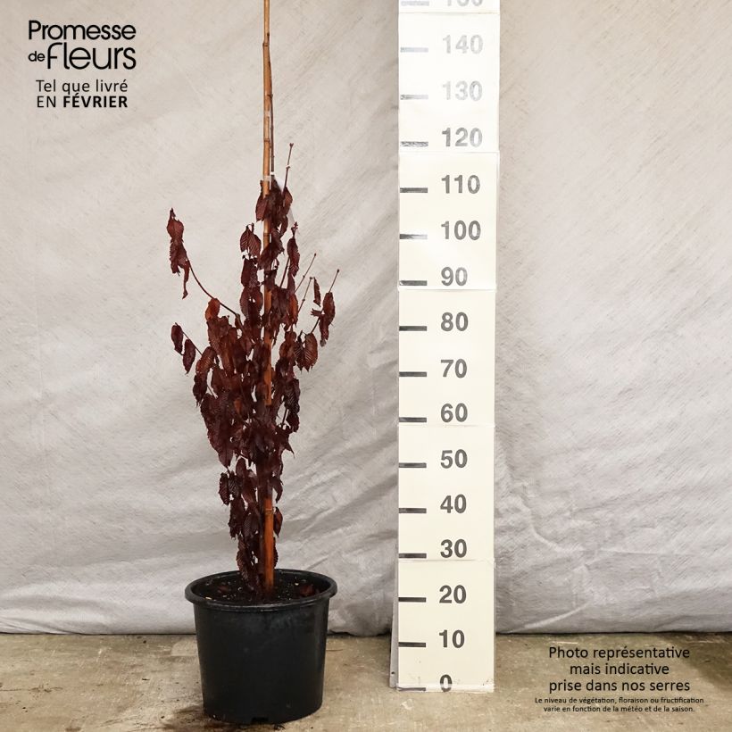 Acer carpinifolium Vaso da 7,5L/10L esemplare consegnato in inverno