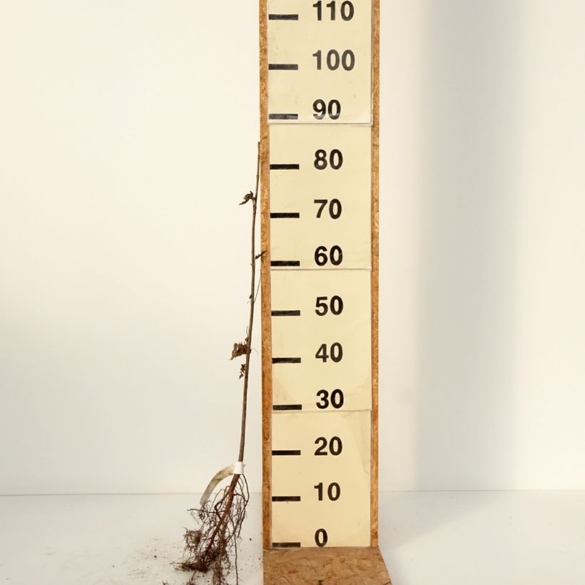 Acer saccharinum Piante piccole a radice nuda esemplare consegnato in inverno