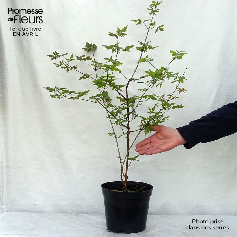 Acer griseum - Acero grigio Vaso da 3L/4L esemplare consegnato in primavera