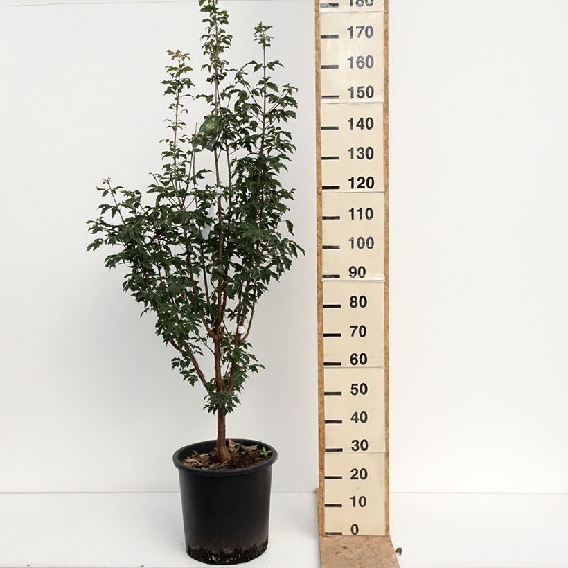 Esemplare di Acer griseum - Acero grigio Vaso da 20L/25L consegnato in estate