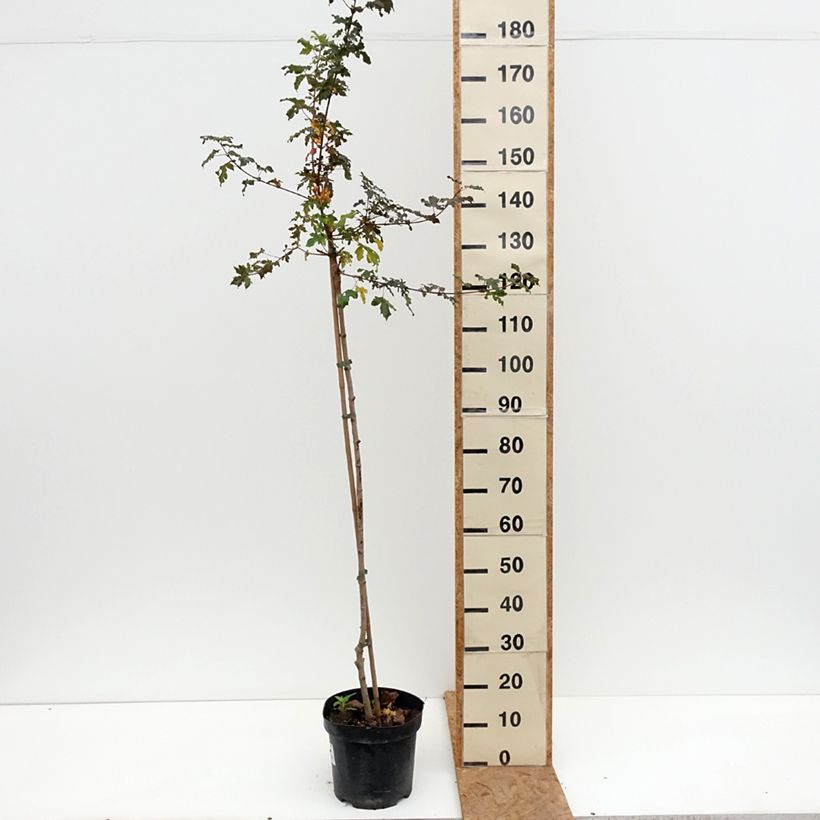 Esemplare di Acer campestre Magic Spring Vaso da 7,5L/10L come consegnato in autunno