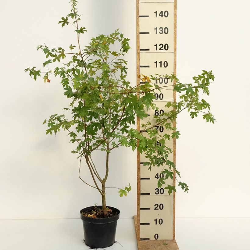 Esemplare di Acer campestre Vaso da 4L/5L consegnato in estate