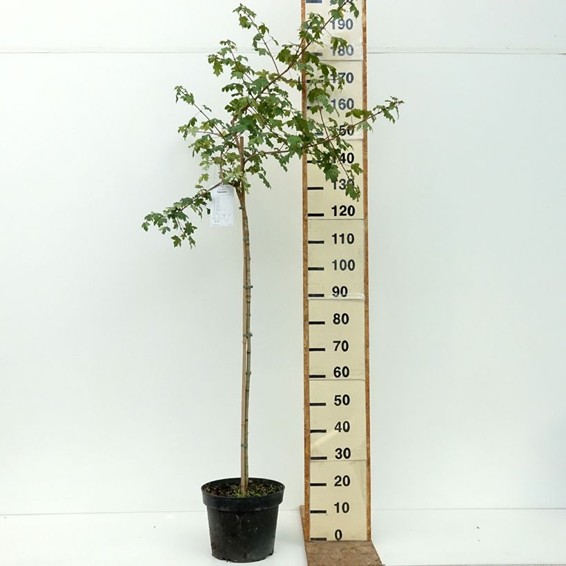 Esemplare di Acer campestre Pulverulentum Vaso da 7,5L/10L, Vaso impalcato consegnato in estate