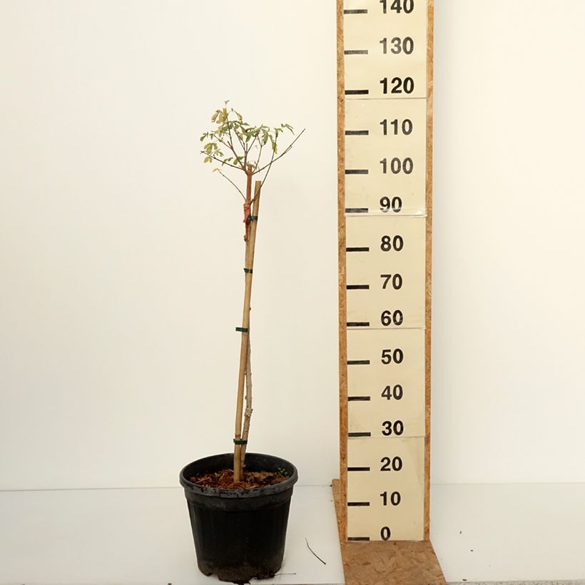 Esemplare di Acer campestre Silver Celebration Vaso da 7,5L/10L come consegnato in autunno