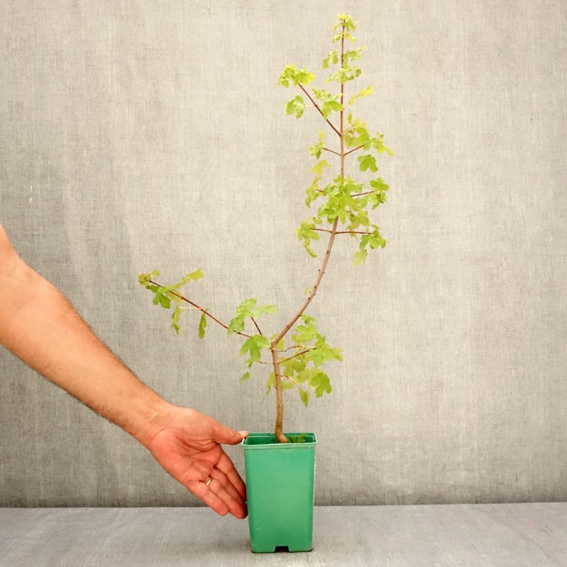 Esemplare di Acer monspessulanum - Acero minore Vaso da Ø 10 cm/11 cm consegnato in estate