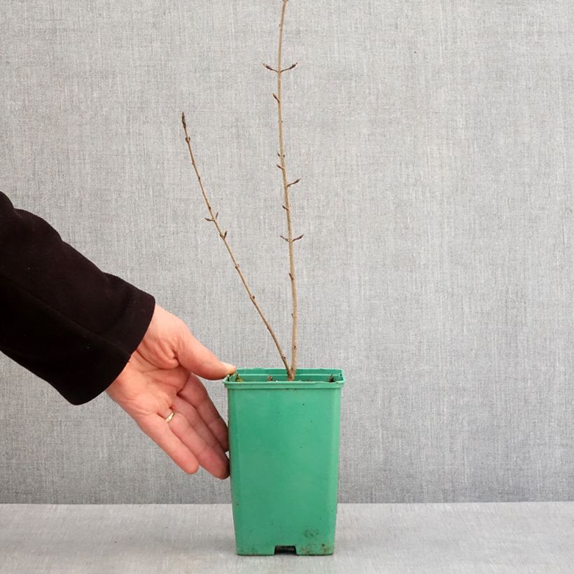 Acer monspessulanum - Acero minore Vaso da Ø 10 cm/11 cm esemplare consegnato in inverno