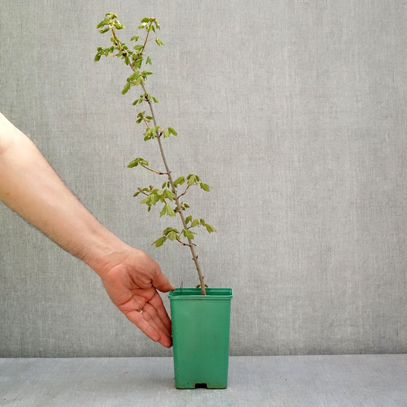 Acer monspessulanum - Acero minore Vaso da Ø 10 cm/11 cm esemplare consegnato in primavera