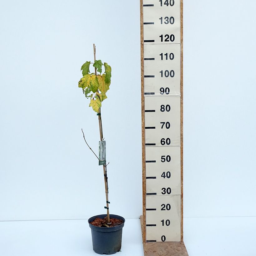 Esemplare di Acer pensylvanicum Vaso da 4L/5L come consegnato in autunno