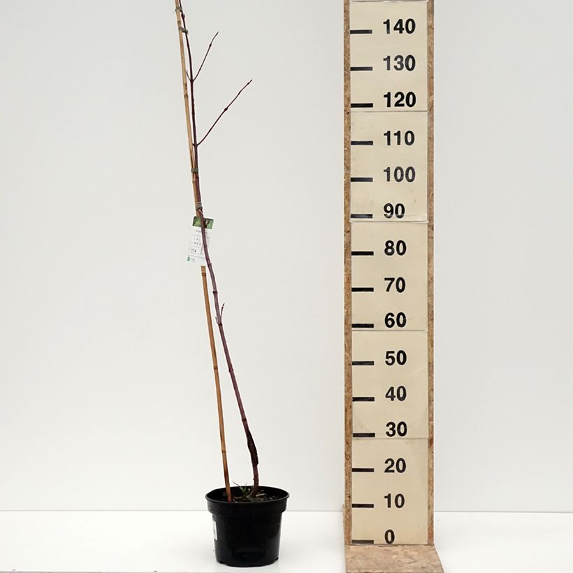Erable de Pennsylvanie - Acer pensylvanicum Vaso da 4L/5L esemplare consegnato in inverno