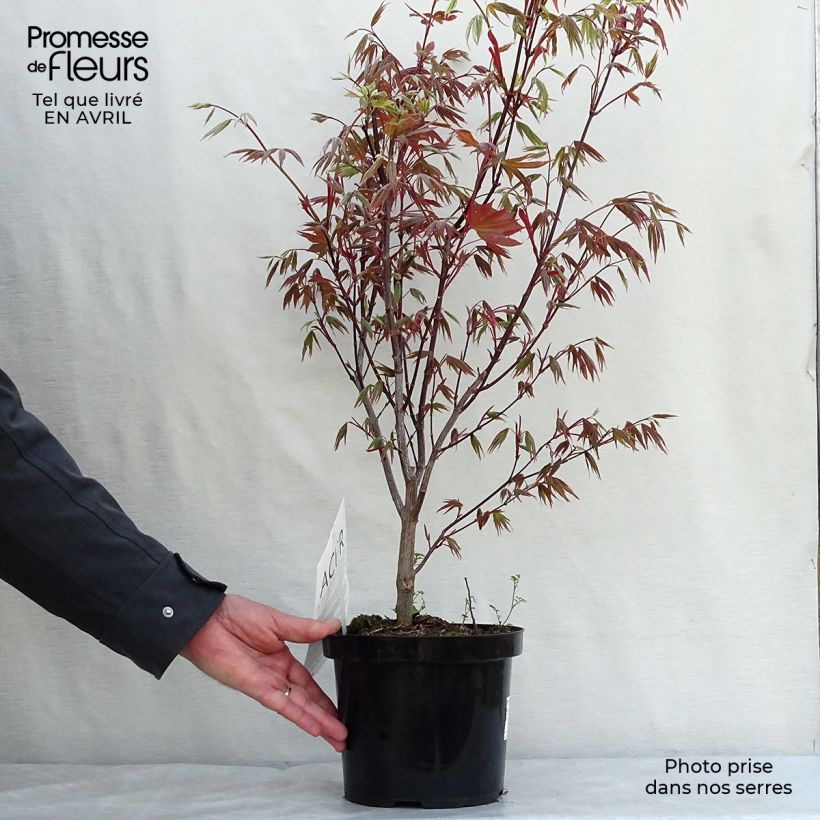 Acer palmatum Atropurpureum - Acero rosso giapponese Vaso da 2L/3L esemplare consegnato in primavera