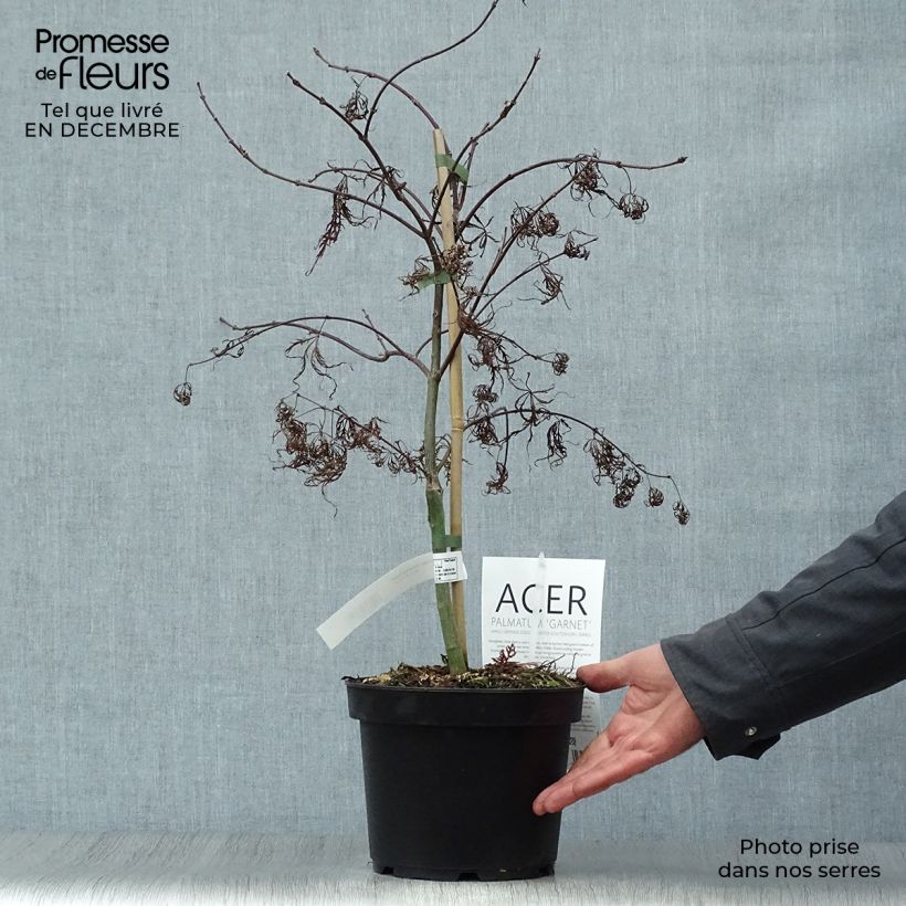 Acer palmatum Dissectum Garnet - Acero giapponese Vaso da 3L/4L esemplare consegnato in inverno