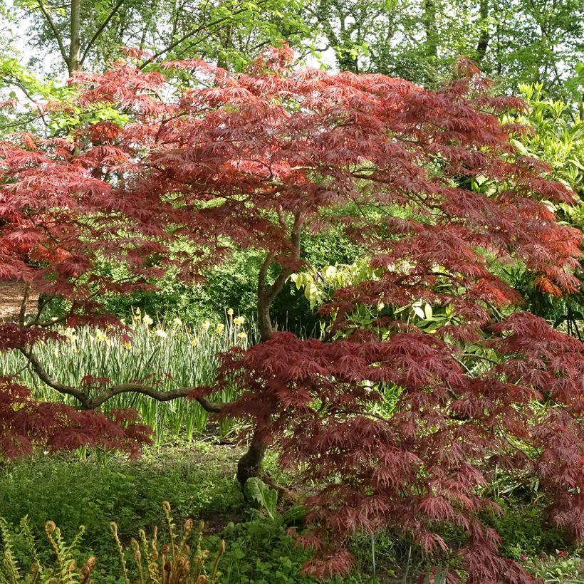 Acer palmatum Dissectum Garnet - Acero giapponese (Porto)
