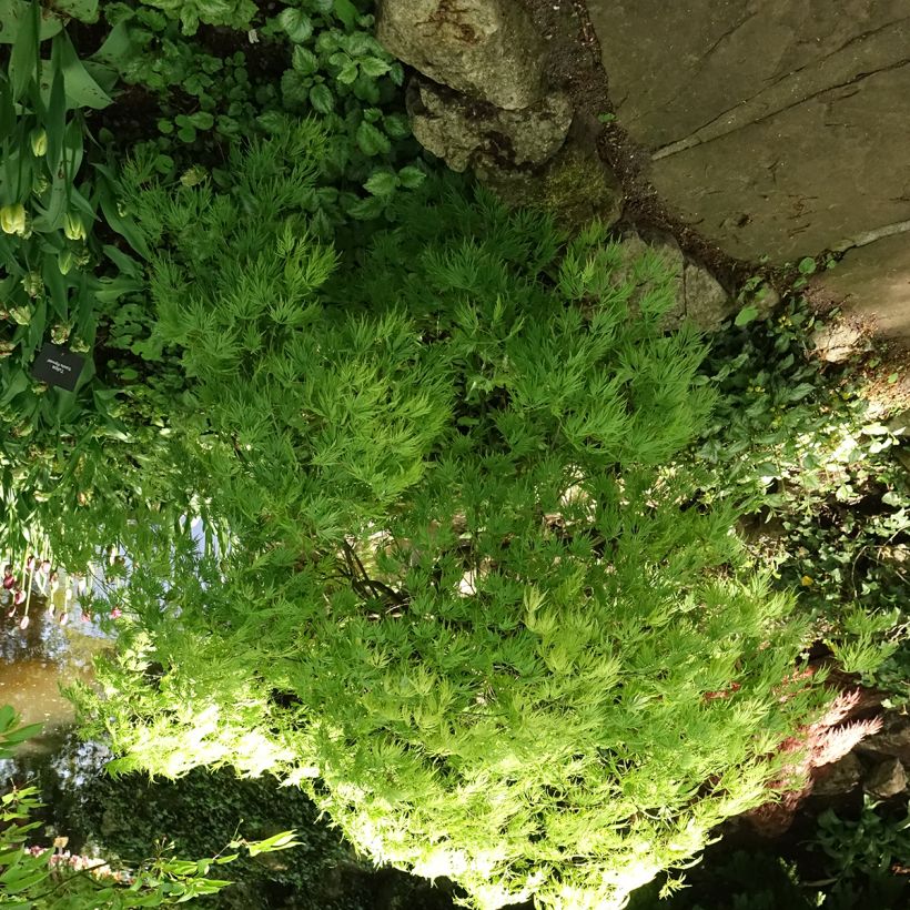 Acer palmatum Dissectum Viridis - Acero giapponese (Porto)