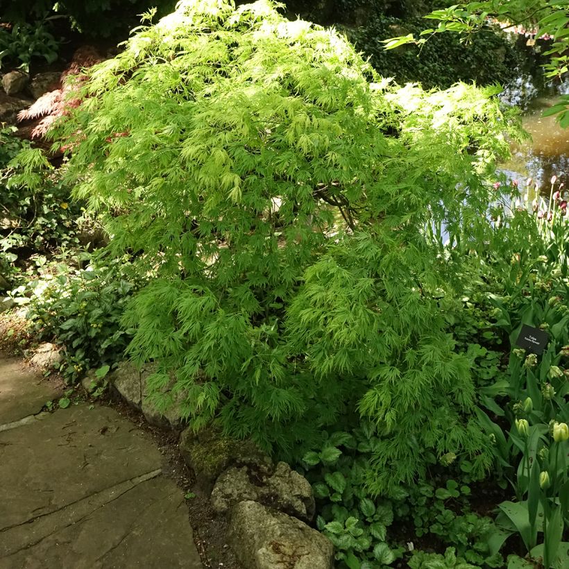 Acer palmatum Dissectum Viridis - Acero giapponese (Porto)