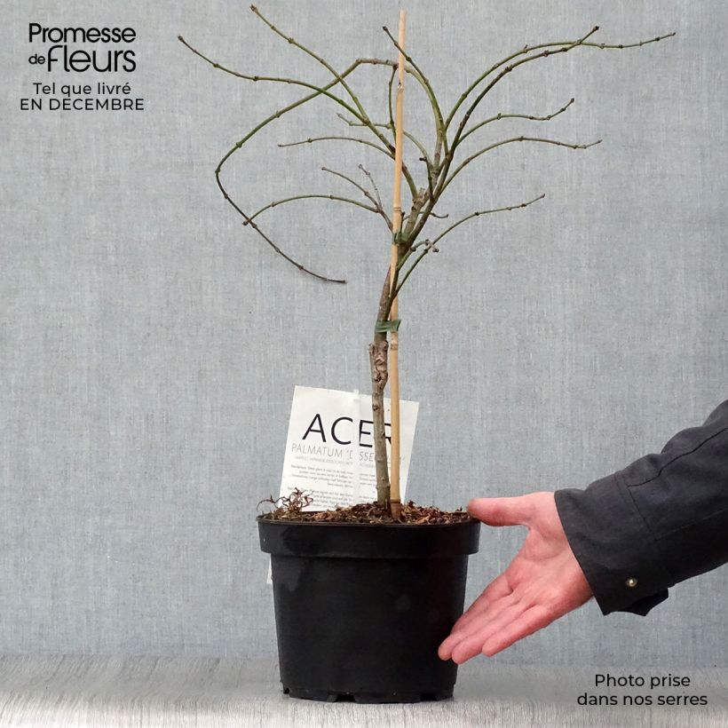 Acer palmatum Dissectum - Acero giapponese Vaso da 3L/4L esemplare consegnato in inverno