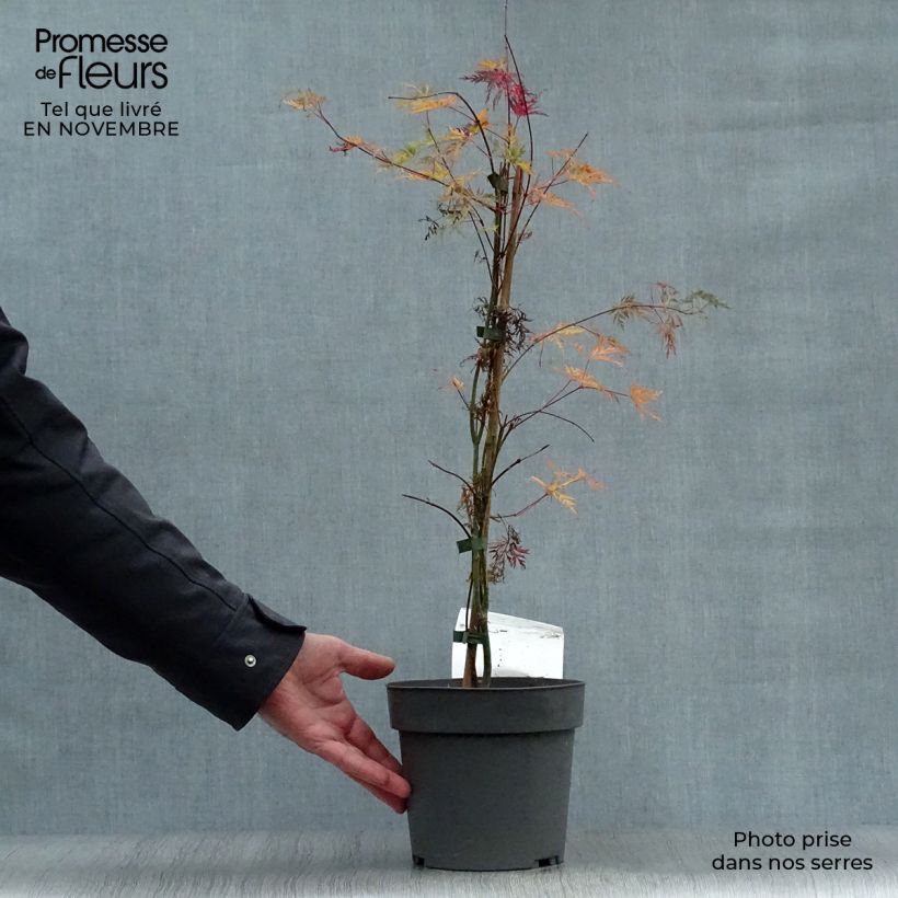 Esemplare di Acer palmatum Emerald Lace - Acero giapponese Vaso da 7,5L/10L come consegnato in autunno
