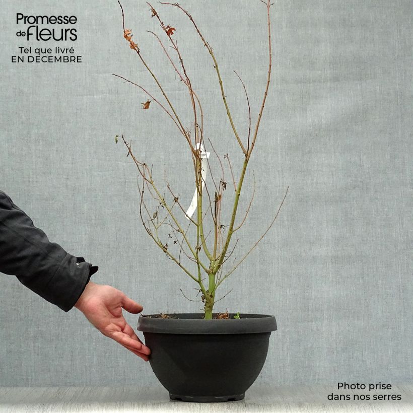 Acer palmatum Katsura - Acero giapponese Ciotola da 7,5L/10L esemplare consegnato in inverno