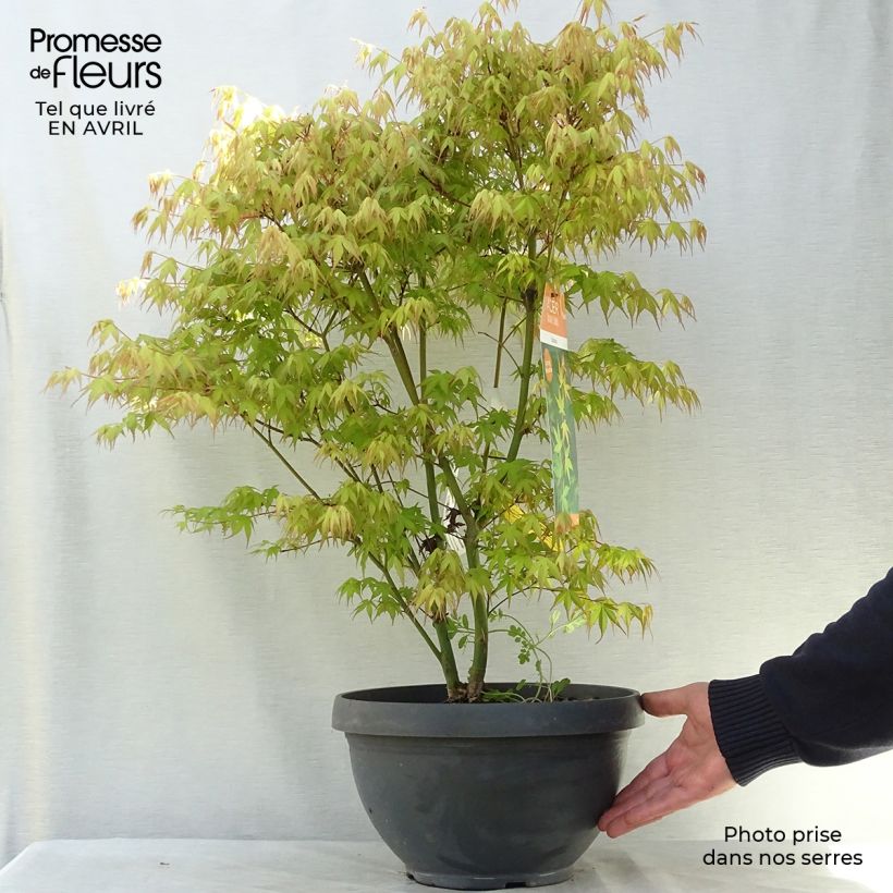 Acer palmatum Katsura - Acero giapponese Ciotola da 7,5L/10L esemplare consegnato in primavera