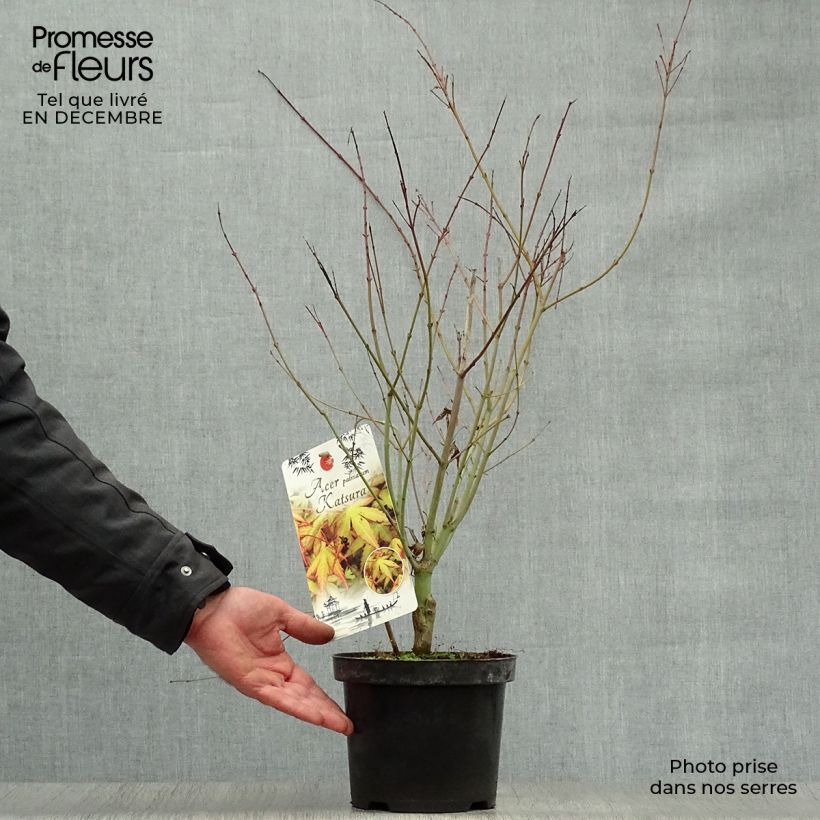 Acer palmatum Katsura - Acero giapponese Vaso da 2L/3L esemplare consegnato in inverno