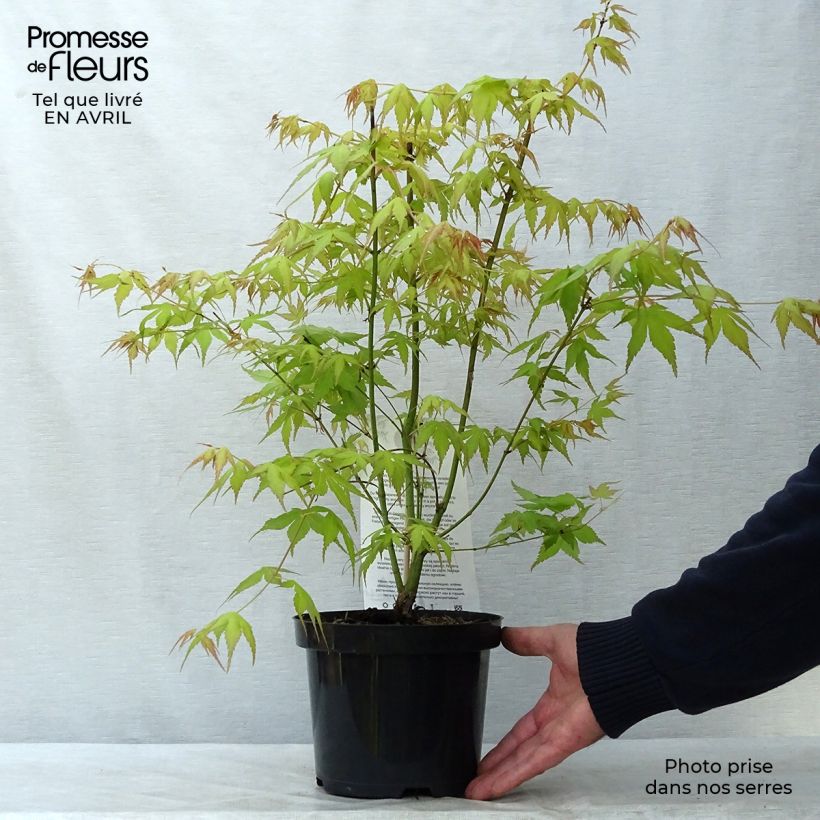 Acer palmatum Katsura - Acero giapponese Vaso da 2L/3L esemplare consegnato in primavera