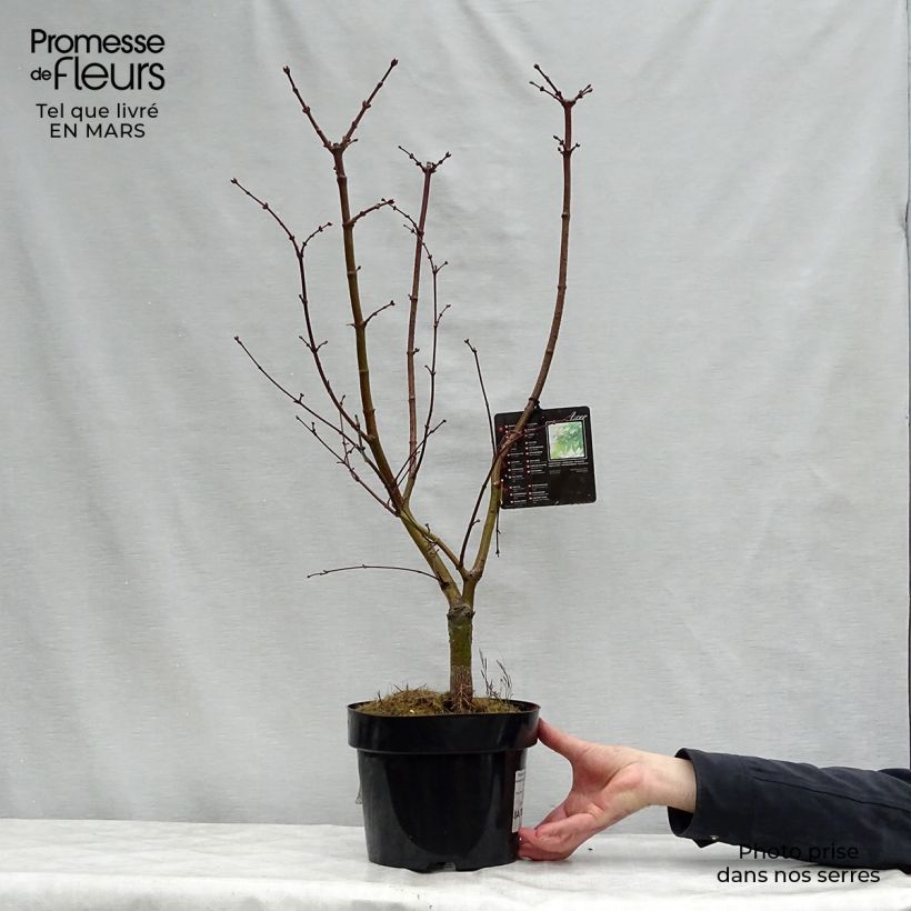 Acer palmatum Osakazuki - Acero giapponese Vaso da 3L/4L esemplare consegnato in primavera