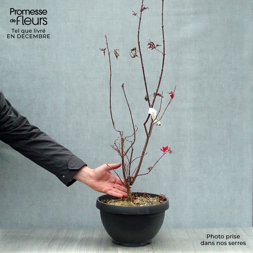 Acer palmatum Twomblys Red Sentinel - Acero giapponese Ciotola da 7,5L/10L esemplare consegnato in inverno