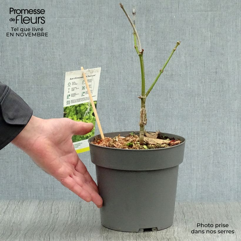 Esemplare di Érable du Japon - Acer shirasawanum Aureum Pot de 3L/4L come consegnato in autunno