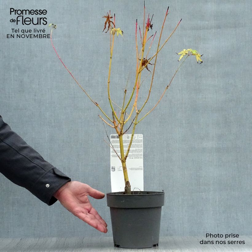 Esemplare di Acer palmatum Bi Hoo - Acero giapponese Vaso da 2L/3L come consegnato in autunno
