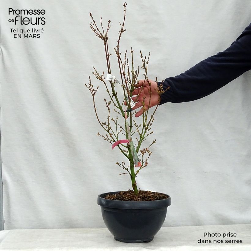 Acer palmatum Jerre Schwartz - Acero giapponese Ciotola da 7,5L/10L esemplare consegnato in primavera