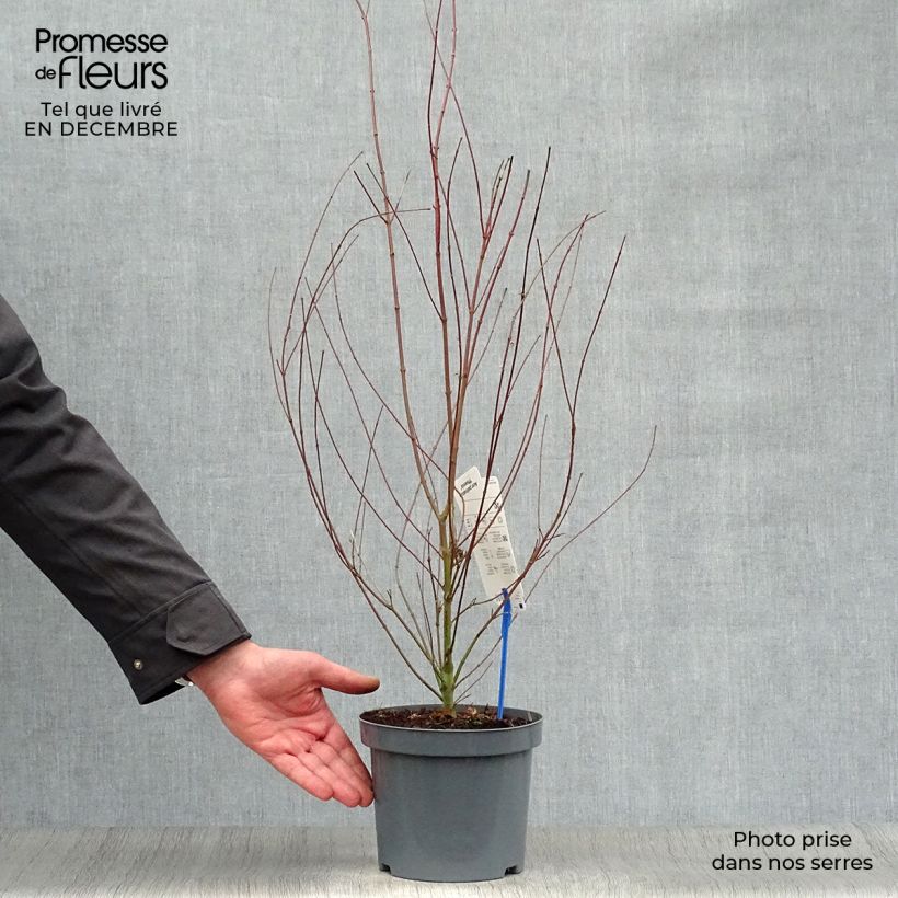 Acer palmatum Phoenix - Acero giapponese Vaso da 2L/3L esemplare consegnato in inverno