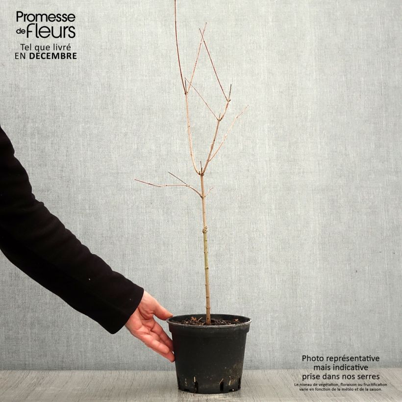 Esemplare di Acer tataricum - Acero di fuoco Vaso da 2L/3L come consegnato in autunno