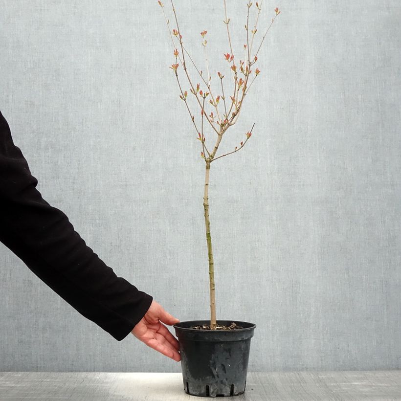 Acer tataricum - Acero di fuoco Vaso da 2L/3L esemplare consegnato in primavera