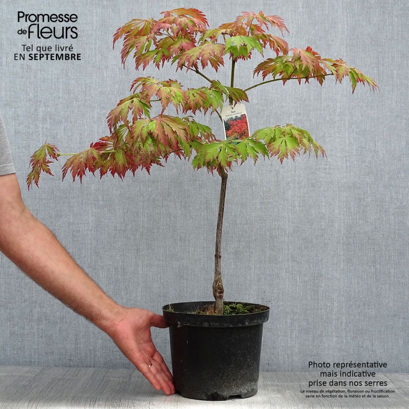 Esemplare di Acer japonicum Aconitifolium - Acero giapponese Vaso da 4L/5L come consegnato in autunno