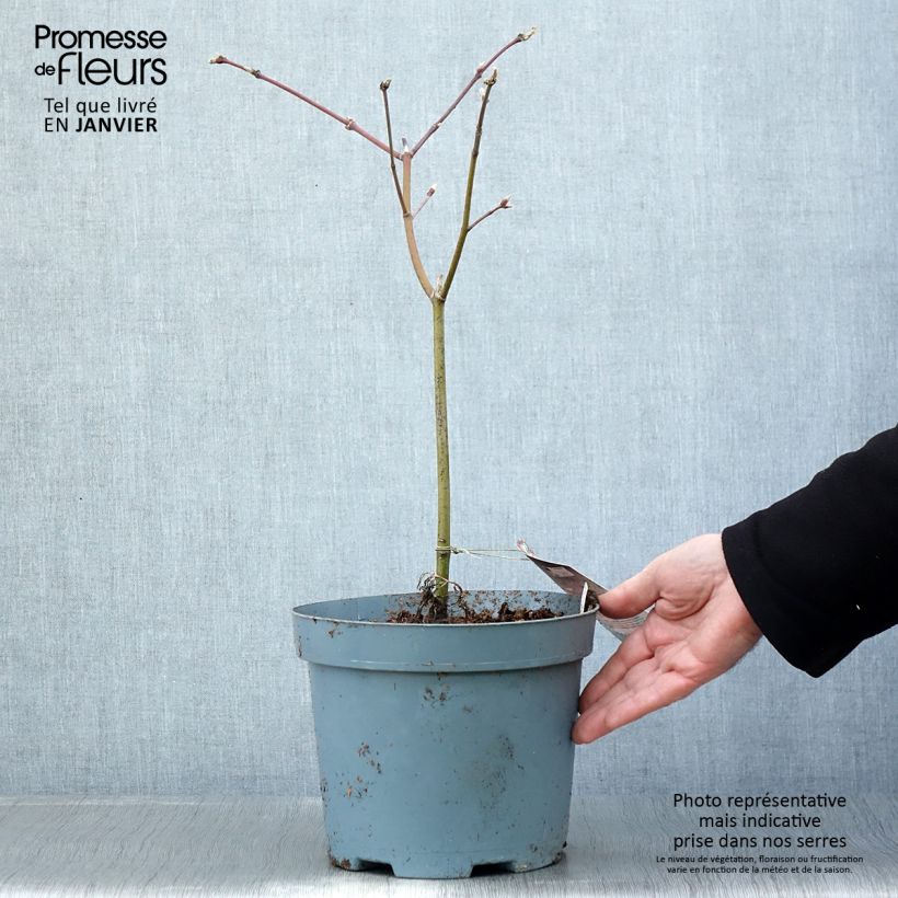 Acer japonicum Aconitifolium - Acero giapponese Vaso da 4L/5L esemplare consegnato in inverno