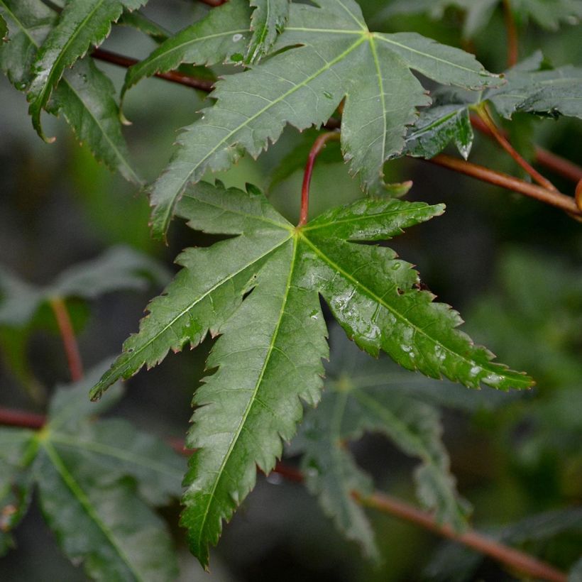 Acer palmatum - Acero giapponese (Fogliame)