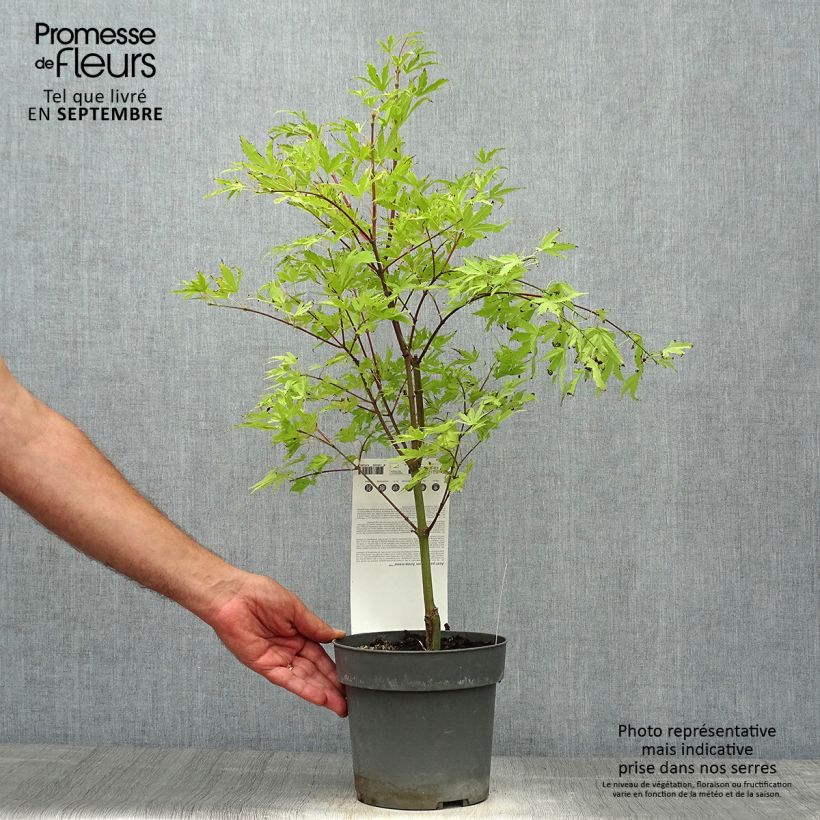 Esemplare di Acer palmatum Anne Irene - Acero giapponese Vaso da 2L/3L come consegnato in autunno