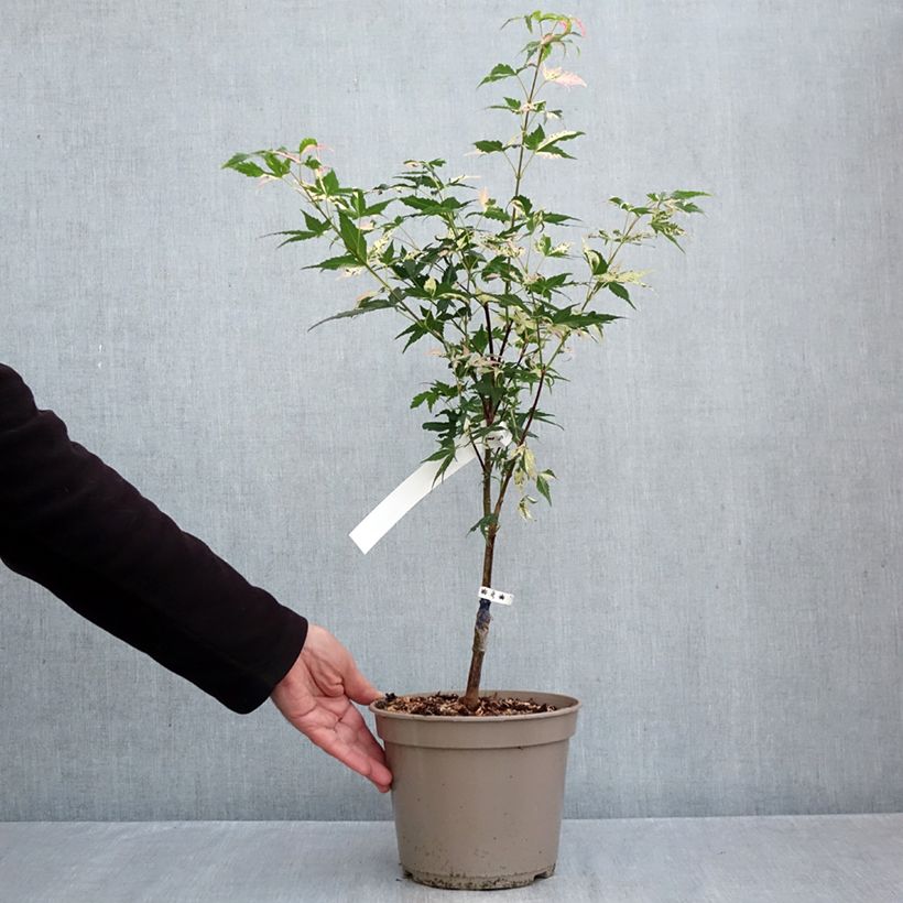 Esemplare di Acer palmatum Asahi Zuru - Acero giapponese Vaso da 4L/5L come consegnato in autunno