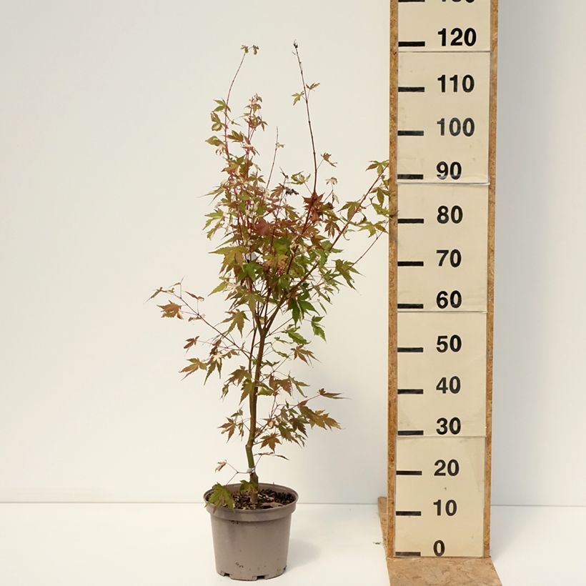 Esemplare di Acer palmatum Asahi Zuru - Acero giapponese Vaso da 4L/5L consegnato in estate