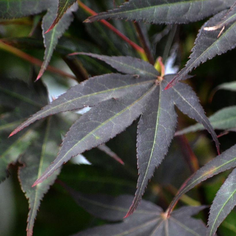 Acer palmatum Atropurpureum - Acero rosso giapponese (Fogliame)